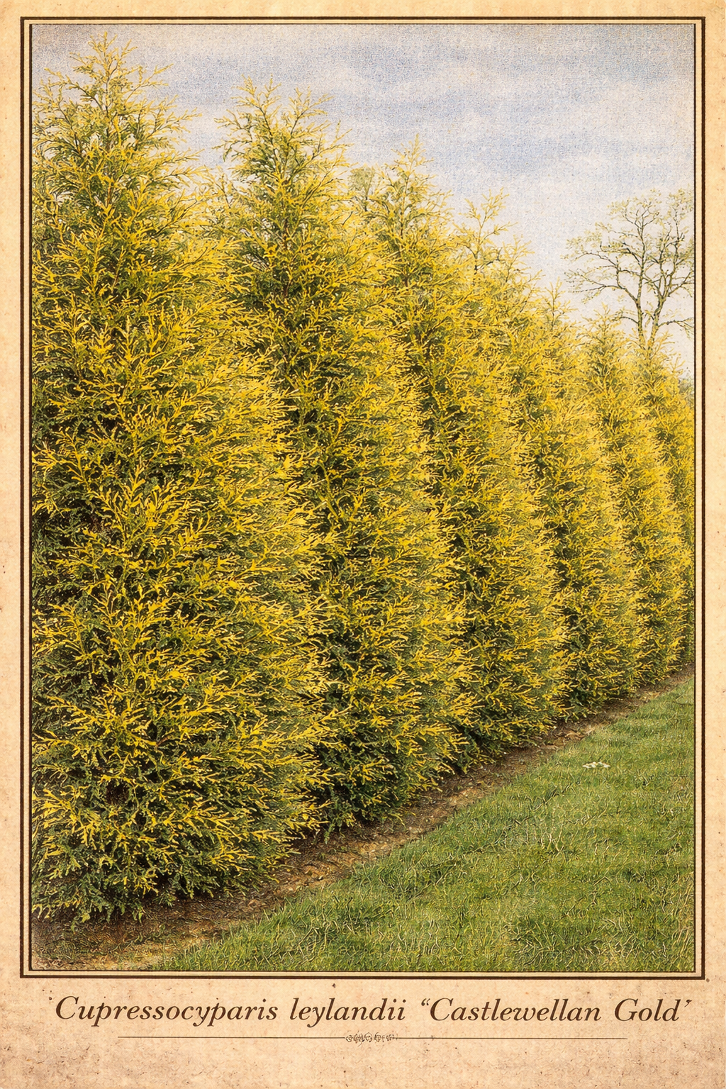 Castlewellan Gold2.png